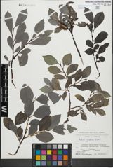 Foto von Salix glabra Scop.